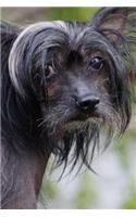 Chinese Crested Dog Looking Back Journal: Take Notes, Write Down Memories in this 150 Page Lined Journal