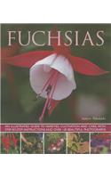 Fuchsias