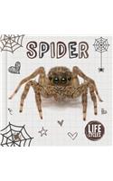 Spider: (Life Cycles)
