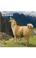 Llamas 2019 Square