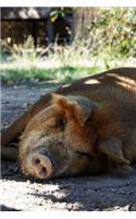 Happy Pig Napping in the Shade Journal