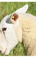 Sheep Love Notebook: 150 lined pages, softcover, 6 x 9