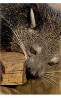 A Palawan Bearcat (Binturong) Animal Journal