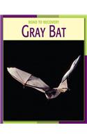 Gray Bat