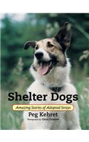 Shelter Dogs