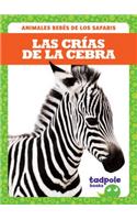 Las Crías de la Cebra (Zebra Foals)