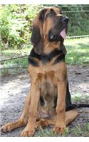 Big Old Bloodhound Dog Journal
