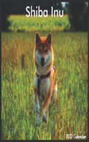 Shiba Inu 2022 Calendar