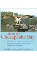 Life in the Chesapeake Bay