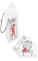 Anatomy & Kinesiology Flashcards