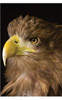 Sea Eagle Notebook: (16 Wildlife 150 Lined)