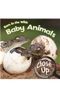 Born in the Wild: Baby Animals(Close-Up on Amazing Animals)