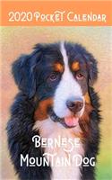 2020 Pocket Calendar Bernese Mountain Dog