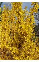 Forsythia Bush Evergreen Background 2019 Weekly Planner 134 Pages