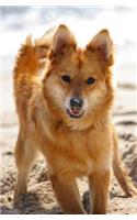 Dog Journal/Notebook