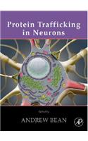 Protein Trafficking in Neurons