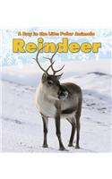 Day in the Life Polar Animals Reindeer