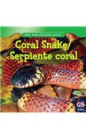 Coral Snake / Serpiente Coral