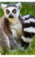 Mind Blowing Cute Ring Tailed Lemur Journal: 150 page lined journal
