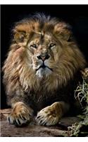 MindBlowing Cute Lion Journal 3