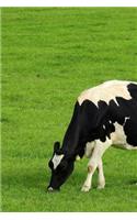 A Dairy Cow Grazing in a Meadow Journal