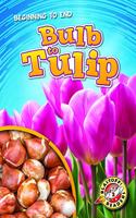 Bulb To Tulip: (Beginning To End)