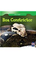 Boa Constrictor