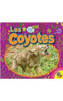 Coyotes