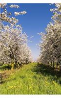 Apple Trees in Bloom in the Spring Journal