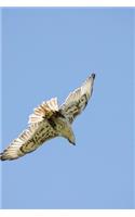 Soaring High: A Saker Falcon Riding the Thermals Bird of Prey Journal: 150 Page Lined Notebook/Diary