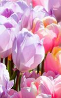 Tulip Notes: Wide Ruled, Blank Notebook, Pocket Size, Glossy Cover Design on Front and Back, 6 X 9 Inches