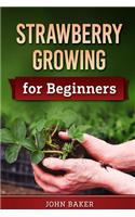 Strawberry Growing for Beginners