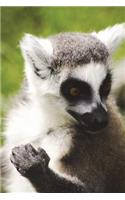 Portrait of a Ring-Tailed Lemur Journal