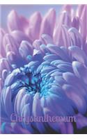 Chrysanthemum