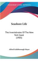 Seashore Life
