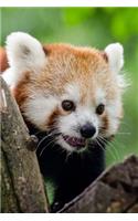 Mind Blowing Cute Red Panda 150 Page lined journal