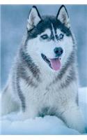 Snow Husky Dog: 150 page lined 6? x 9? notebook/diary/journal