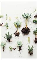The Botanical Collection