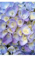 A Blue Hydrangea Close-Up Journal