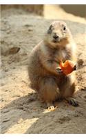 Say Hello to the Prairie Dog Journal