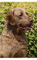 Chesapeake Bay Retriever: Artified Pets Journal/Notebook/Diary 160 Pages