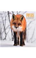 Foxes Calendar 2017
