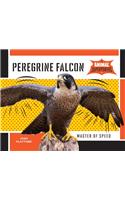 Peregrine Falcon: Master of Speed: Master of Speed