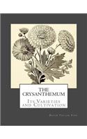 Crysanthemum