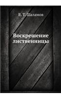 Voskreshenie listvennitsy: (English)