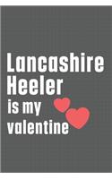 Lancashire Heeler is my valentine: For Landseer Dog Fans