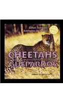 Cheetahs/Guepardos