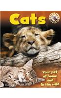 Cats