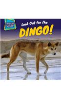 Look Out for the Dingo!