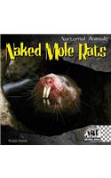 Naked Mole Rats